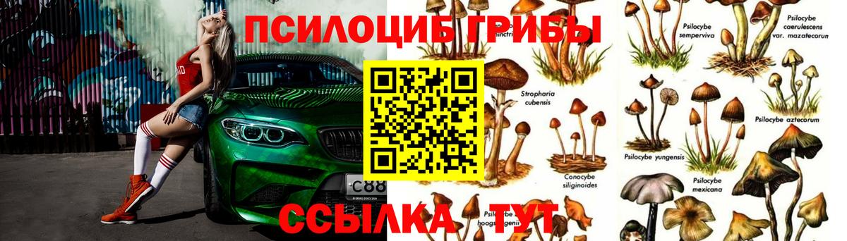Галлюциногенные грибы Psilocybe Вышний Волочёк